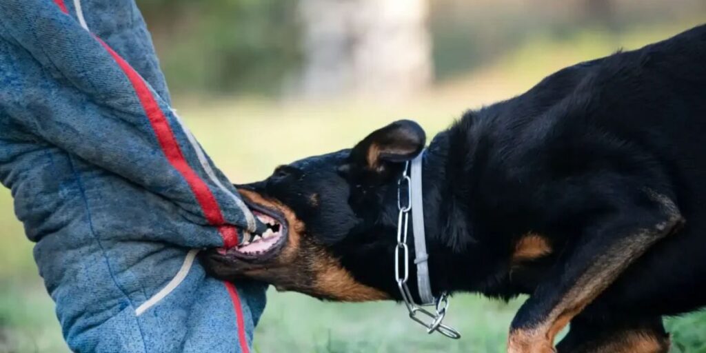Can a Landlord Be Sued if a Tenant's Dog Bites Someone? | Matejka Law Black and tan dog biting a blue padded jacket being held by a person, wearing a metal collar during play or training