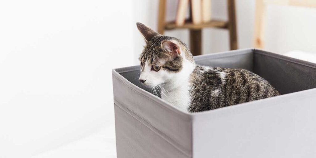 Cat inside an apartment box. | Matejka Law A domestic cat sitting inside a fabric storage box indoors, representing a potential tenant violation of a no-pet clause.